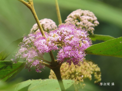 杜虹花圖片